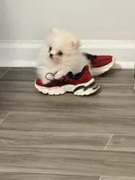 Sonic, a male Pomeranian for sale in Huntsville, AL – Photo 2 of 3