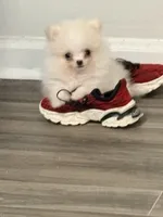 Sonic, a male Pomeranian for sale in Huntsville, AL – Photo 1 of 3