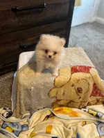 Sonic, a  Pomeranian for sale in Huntsville, AL – Photo 4 of 5