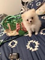 Sonic, a  Pomeranian for sale in Huntsville, AL – Photo 5 of 5