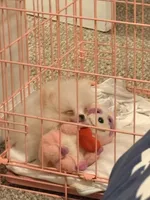 Sonic, a male Pomeranian for sale in Huntsville, AL – Photo 3 of 3