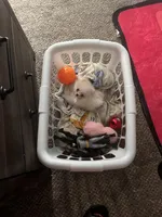 Sonic, a  Pomeranian for sale in Huntsville, AL – Photo 2 of 5