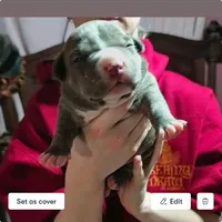 Antares, a male American Bully for sale in Phoenix, AZ – Photo 4 of 10