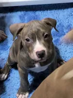 Antares, a male American Bully for sale in Phoenix, AZ – Photo 1 of 10