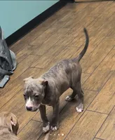 Antares, a male American Bully for sale in Phoenix, AZ – Photo 9 of 10