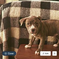 Antares, a male American Bully for sale in Phoenix, AZ – Photo 2 of 10