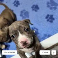 Antares, a male American Bully for sale in Phoenix, AZ – Photo 3 of 10