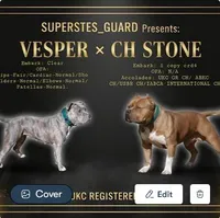 Antares, a male American Bully for sale in Phoenix, AZ – Photo 5 of 10