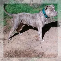 Antares, a male American Bully for sale in Phoenix, AZ – Photo 6 of 10