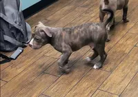 Antares, a male American Bully for sale in Phoenix, AZ – Photo 8 of 10