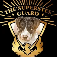 Antares, a male American Bully for sale in Phoenix, AZ – Photo 10 of 10