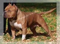 Antares, a male American Bully for sale in Phoenix, AZ – Photo 7 of 10