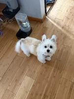 Coconut , a male Bichon Frise and Pomeranian for sale in Minneapolis, MN – 4 of 5
