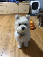 Coconut , a male Bichon Frise and Pomeranian for sale in Minneapolis, MN – 2 of 5