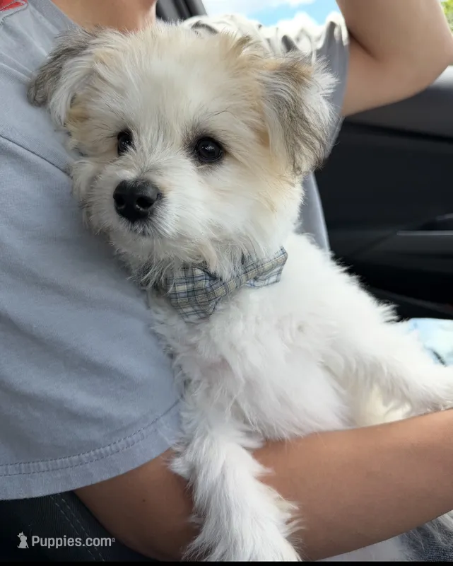 Coconut  – Bichon Frise, Pomeranian puppy for sale in Minneapolis, MN