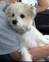 Coconut , a male Bichon Frise and Pomeranian for sale in Minneapolis, MN – 1 of 5
