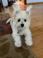 Coconut , a male Bichon Frise and Pomeranian for sale in Minneapolis, MN – 3 of 5