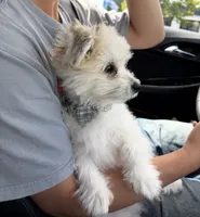 Coconut , a male Bichon Frise and Pomeranian for sale in Minneapolis, MN – 5 of 5