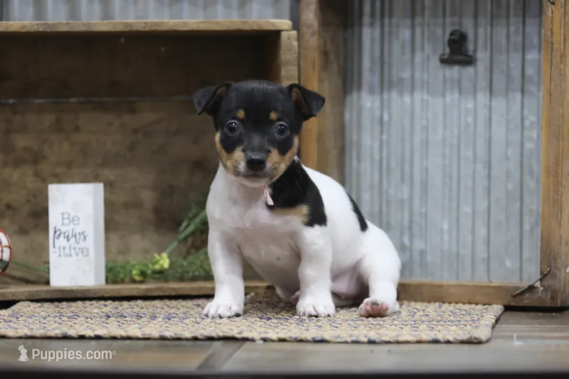 Rose-Pink Collar  – Teddy Roosevelt Terrier puppy for sale in Newark, IL