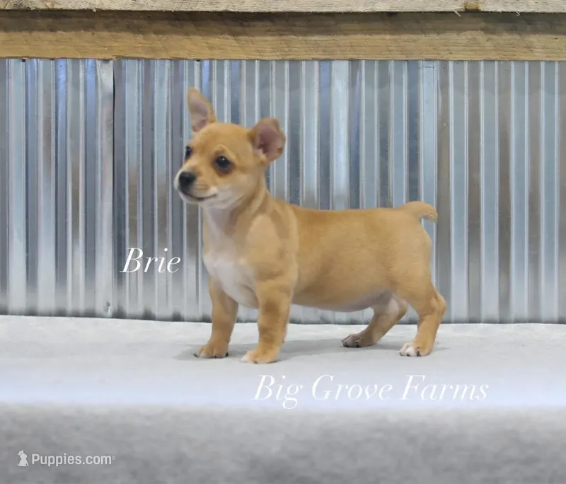 Brie – Teddy Roosevelt Terrier puppy for sale in Newark, IL