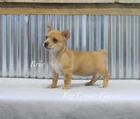 Brie, a female Teddy Roosevelt Terrier for sale in Newark, IL – 1 of 3