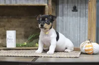 Marigold-Yellow Collar , a female Teddy Roosevelt Terrier for sale in Newark, IL – 2 of 2
