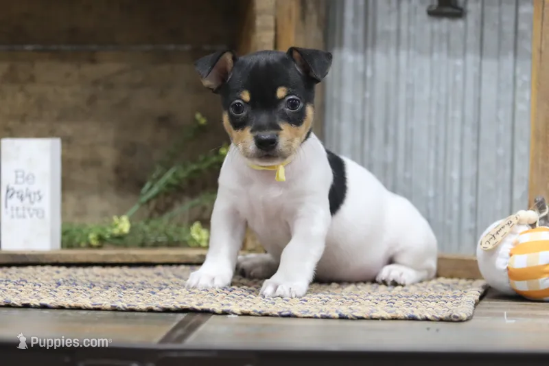 Marigold-Yellow Collar  – Teddy Roosevelt Terrier puppy for sale in Newark, IL