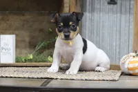 Marigold-Yellow Collar , a female Teddy Roosevelt Terrier for sale in Newark, IL – 1 of 2