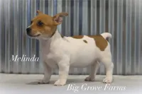 Melinda, a female Teddy Roosevelt Terrier for sale in Newark, IL – 1 of 2