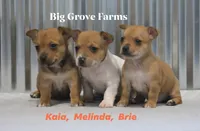Melinda, a female Teddy Roosevelt Terrier for sale in Newark, IL – 2 of 2