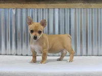 Brie, a female Teddy Roosevelt Terrier for sale in Newark, IL – 3 of 3
