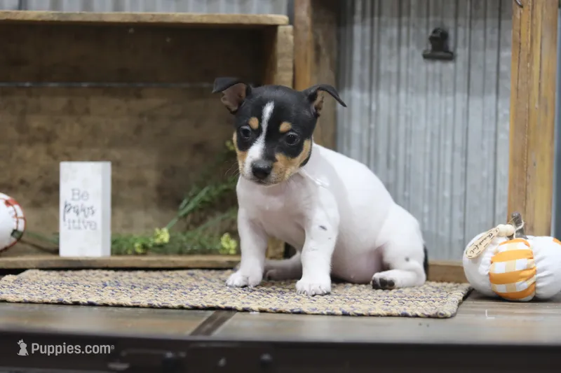 Winnie-White Collar – Teddy Roosevelt Terrier puppy for sale in Newark, IL