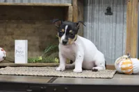 Winnie-White Collar, a female Teddy Roosevelt Terrier for sale in Newark, IL – 1 of 1