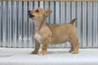 Kaia, a female Teddy Roosevelt Terrier for sale in Newark, IL – 1 of 1