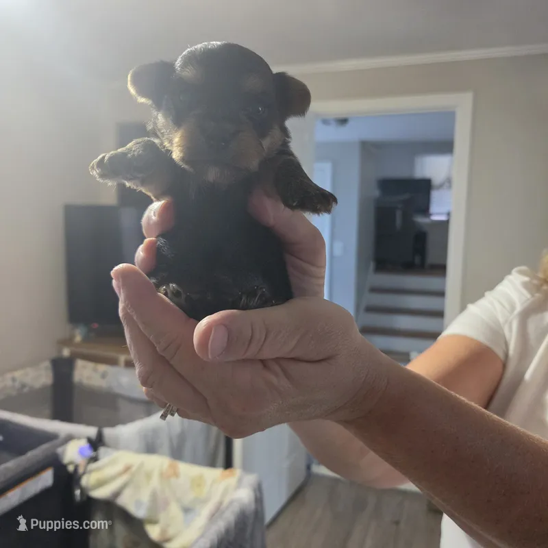 Lilly  – Yorkshire Terrier puppy for sale in Fayetteville, NC