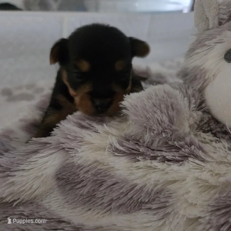 Bud – Yorkshire Terrier puppy for sale in Fayetteville, NC