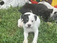 Spot, a female Australian Shepherd and American Bully for sale in Stuart, VA – 8 of 9