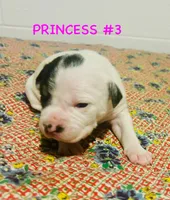 Spot, a female Australian Shepherd and American Bully for sale in Stuart, VA – 5 of 9