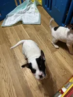 Vanilla Ice, a female Australian Shepherd and American Bully for sale in Stuart, VA – 7 of 10
