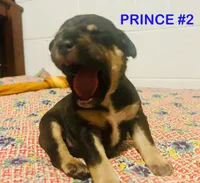 PBJ, a male American Bully for sale in Stuart, VA – 6 of 8