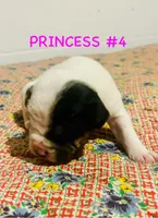 Vanilla Ice, a female Australian Shepherd and American Bully for sale in Stuart, VA – 5 of 10