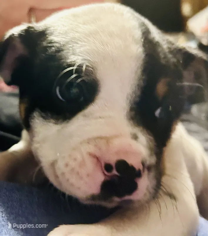 Vanilla Ice – Australian Shepherd, American Bully puppy for sale in Stuart, VA