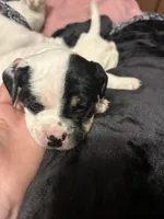 Vanilla Ice, a female Australian Shepherd and American Bully for sale in Stuart, VA – 8 of 10