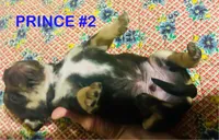 PBJ, a male American Bully for sale in Stuart, VA – 3 of 8