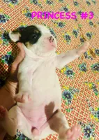 Spot, a female Australian Shepherd and American Bully for sale in Stuart, VA – 6 of 9
