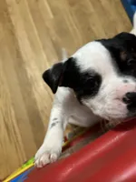 Vanilla Ice, a female Australian Shepherd and American Bully for sale in Stuart, VA – 3 of 10