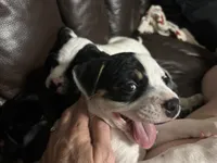 Spot, a female Australian Shepherd and American Bully for sale in Stuart, VA – 2 of 9