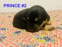 PBJ, a male American Bully for sale in Stuart, VA – 2 of 8