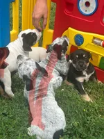 PBJ, a male American Bully for sale in Stuart, VA – 4 of 8