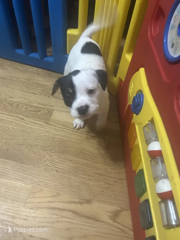 Spot – Australian Shepherd, American Bully puppy for sale in Stuart, VA